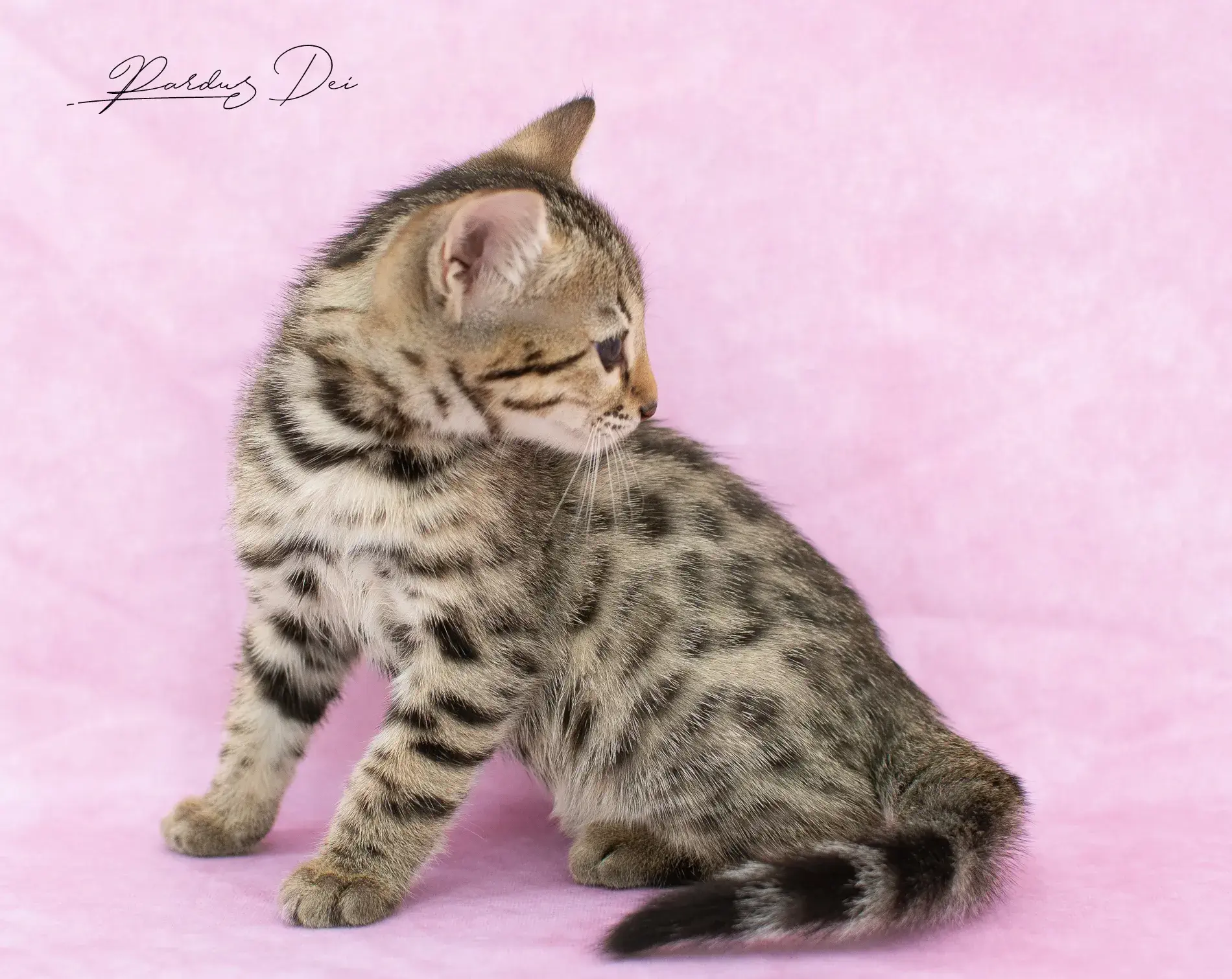 chaton bengal